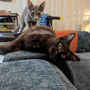 Image of Smokey Joe, Lost Cat