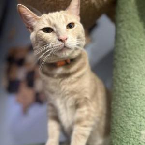 Image of Ace, Lost Cat