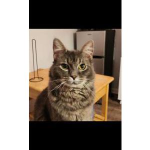 Image of Ferrous, Lost Cat