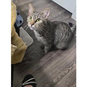Image of Unknown, Found Cat