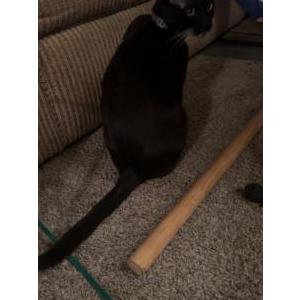 Image of Binx, Lost Cat