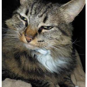 Image of Luna, Lost Cat