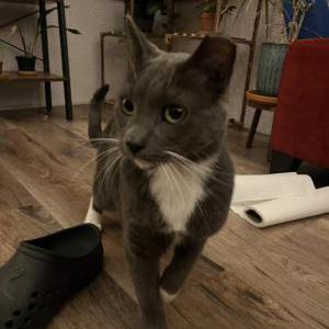 Image of Unknown, Found Cat