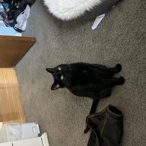 Lost Cat Magnus