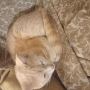Lost 2 Odin (Michigan)
