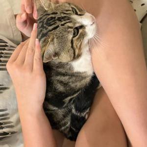 Lost Cat Grayson