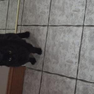 Image of Binx, Lost Cat