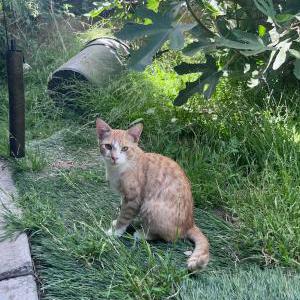 Image of Sunny, Lost Cat