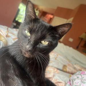 Image of Chloe/ Gigi, Lost Cat