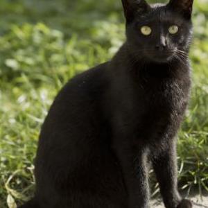Lost 2 Tuna (California)
