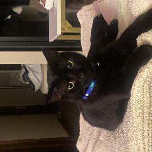 Lost Cat Stinky