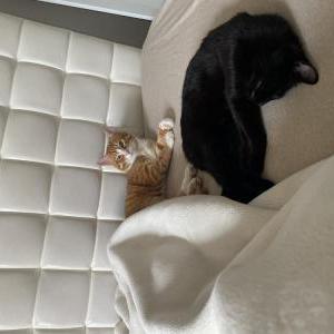 Image of Gingy, Lost Cat