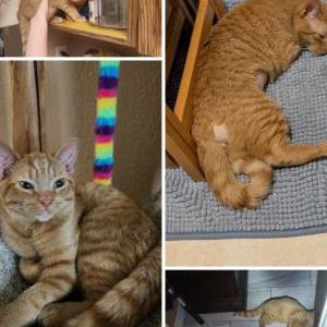 Lost 2 TatorTot (FL)