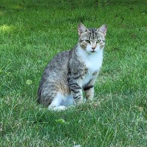 Image of unknown, Found Cat