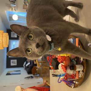 Lost Cat Momo