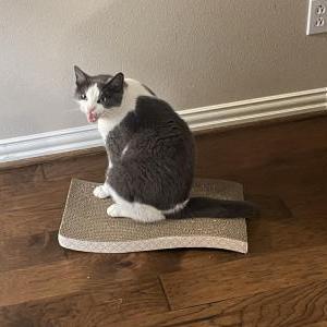Image of Ben, Lost Cat