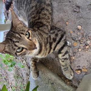 Lost Cat Dopey