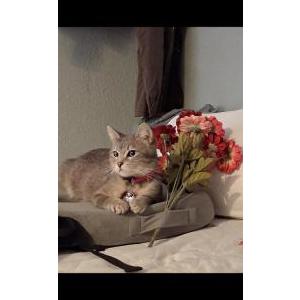 Image of Babycat Johnson Kitt, Lost Cat