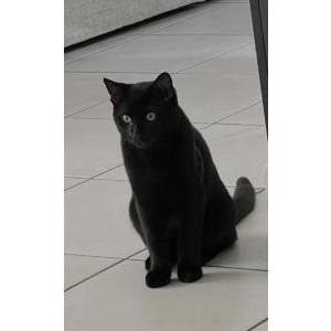 Image of Bean, Lost Cat