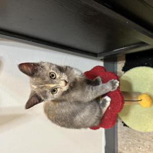 Image of Greycee, Lost Cat