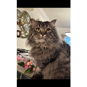 Image of Moose, Lost Cat