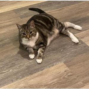 Image of Sugar, Lost Cat