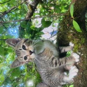 Image of Rocket, Lost Cat