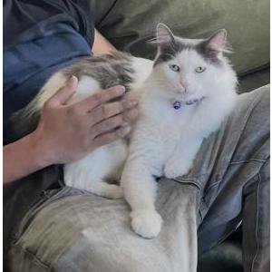 Image of Milo, Lost Cat