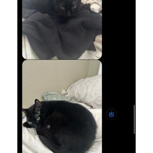 Image of Olive, Lost Cat