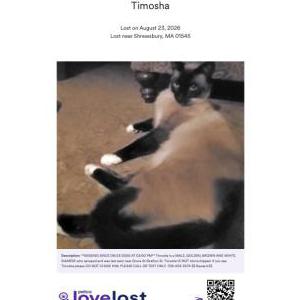 Image of Timosha, Lost Cat