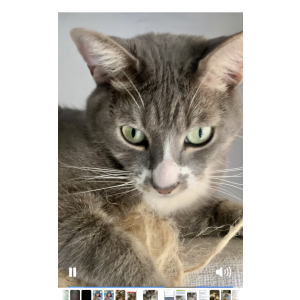 Image of Smokey, Lost Cat