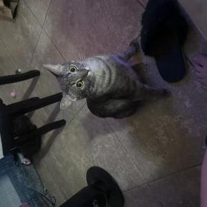 Image of Periwinkle, Lost Cat