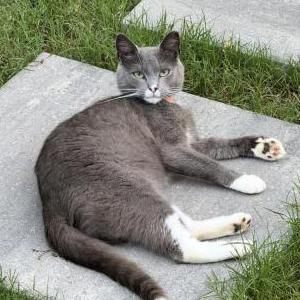 Image of Pasha, Lost Cat