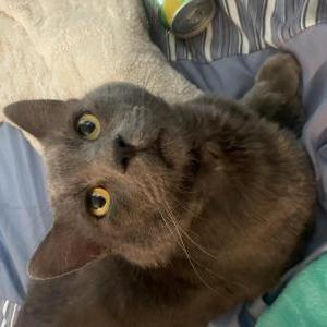 Image of Smokey, Lost Cat