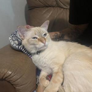 Image of Simba, Lost Cat