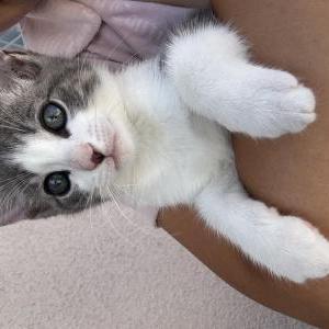 Image of Bao, Lost Cat