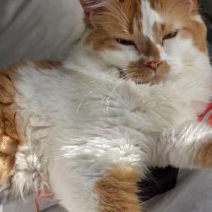 Image of Cora, Lost Cat