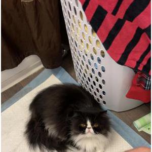 Image of Boots, Lost Cat