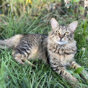 2nd Image of Zeus, Lost Cat