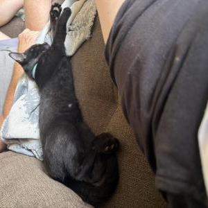Image of Tiny, Lost Cat