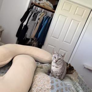 Image of caine, Lost Cat