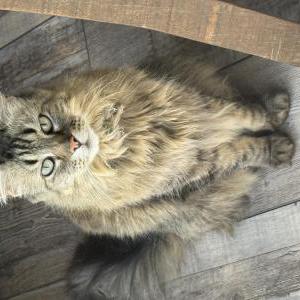 Image of Arty, Lost Cat