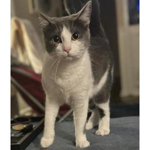 Lost Cat Bella