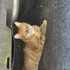 Image of Link, Lost Cat