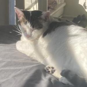 Image of Kitty (mieshu), Lost Cat