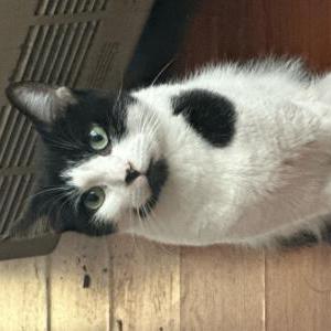 Image of Billo, Lost Cat