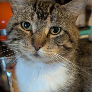 Image of Gumball, Lost Cat