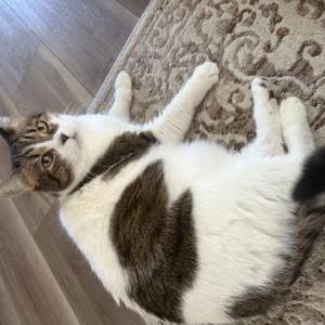 Image of Ally, Lost Cat