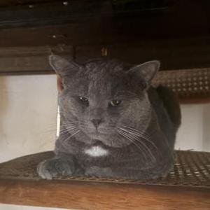 Lost 2 Stevie (New York)
