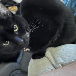 Image of Ahsoka, Lost Cat